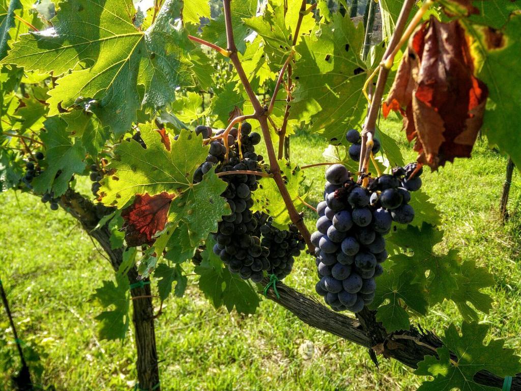 Podere Terreno Alla Via Della Volpaia Radda in Chianti Eksteriør billede